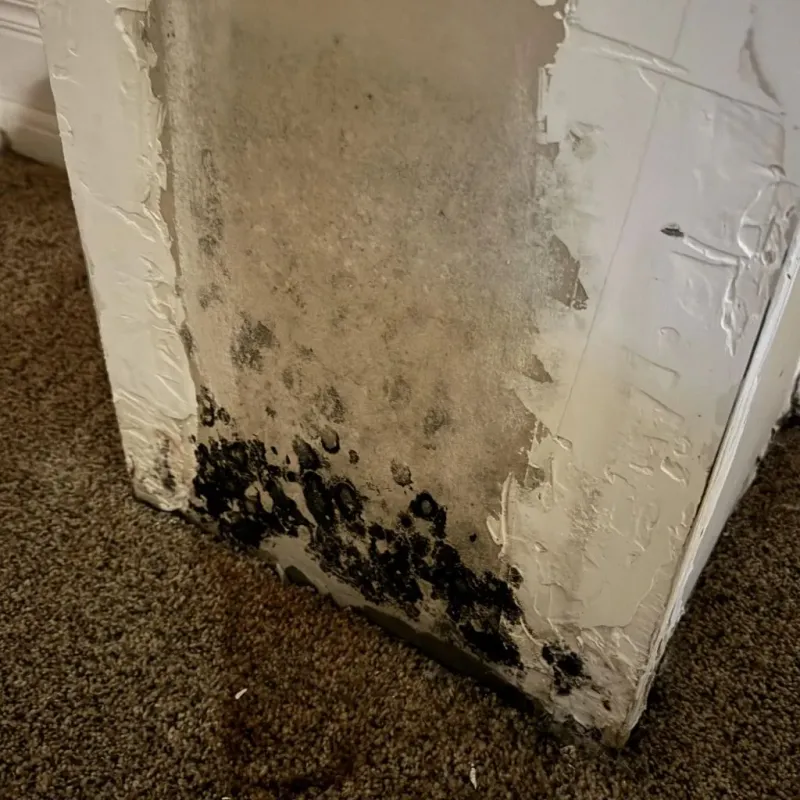 Professional Mold Removal in Anaconda, MT